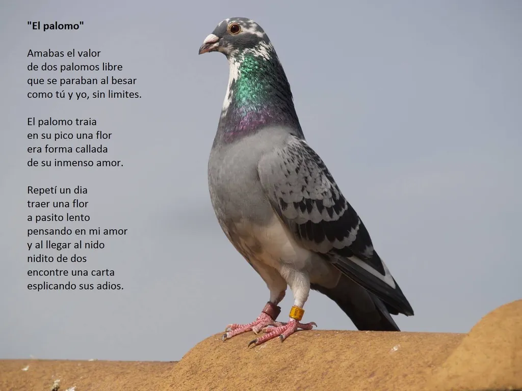 Poema El palomo de Pedro Morales